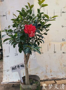 重瓣四季山茶花盆栽新品种