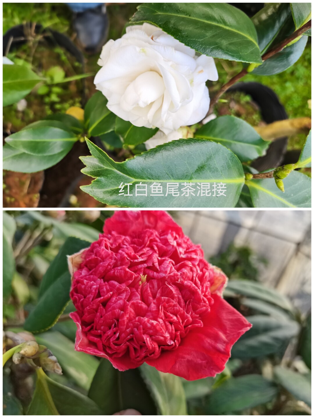 凤城之星茶花盆栽苗   重瓣红 白鱼尾茶混接  剑鱼春茶花