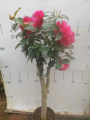 茶花云南名贵品种巨型室外树苗