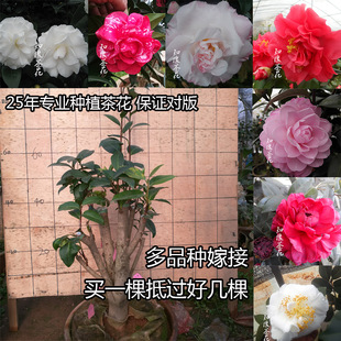 多品种嫁接四季杜鹃红山茶一树多色 扦插原生树苗大苗盆栽茶花