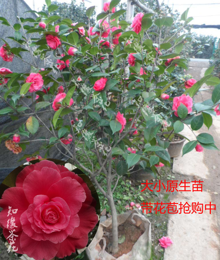 斑色纯色情人节茶花   盆栽原生扦插嫁接苗云南桃红恨天高品种