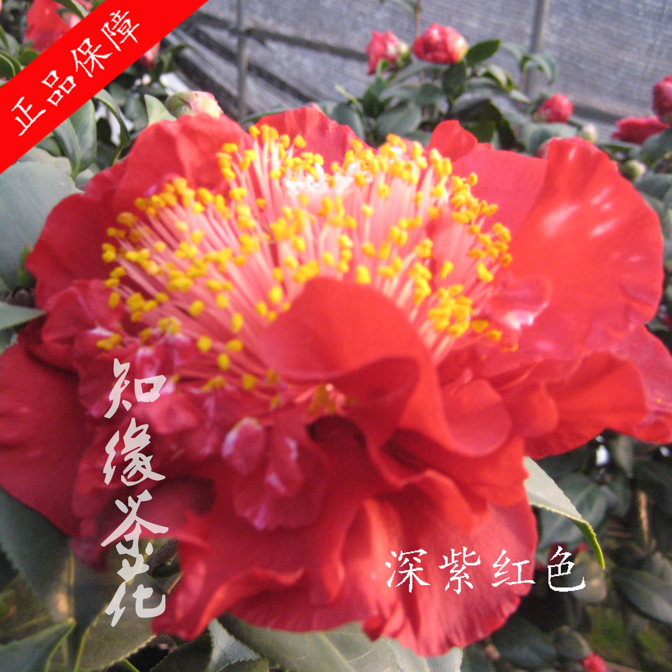 金华知缘茶花【帝国之辉】盆栽扦插原生树苗嫁接山茶花苗