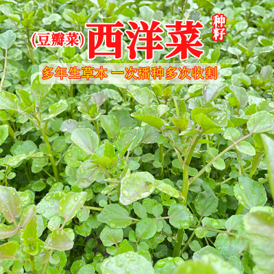 广东西洋菜种籽四季豆瓣菜种子