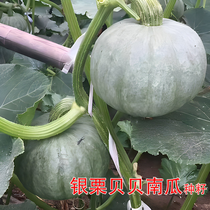 银栗贝贝南瓜种子白皮南瓜种籽孑板栗味南瓜香甜粉糯春秋蔬菜种孑