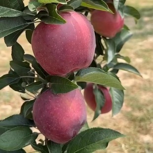 陕西老树红星红香蕉苹果粉面香甜老人宝宝刮泥花牛粉苹果9斤包邮