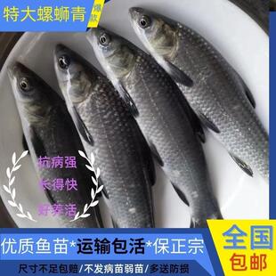 四川螺蛳青鱼苗大快型鱼苗青鱼苗四大家鱼苗养殖黑皖活体鱼苗包活