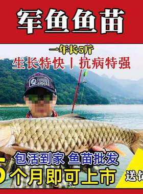 四川军鱼苗黄娟鱼苗河石坚鱼苗倒刺鲅鱼苗青竹苗活体淡水养殖食用