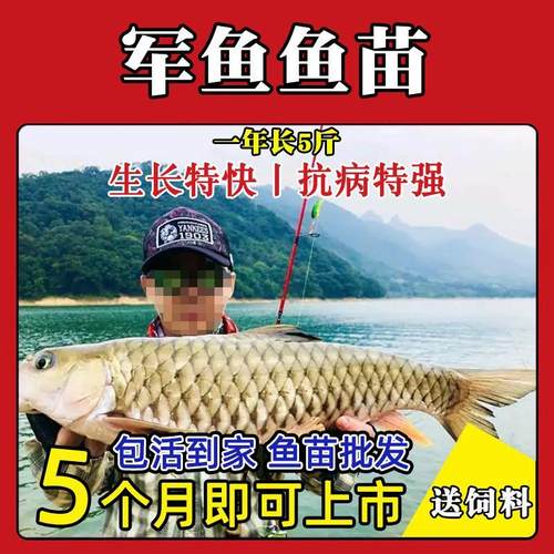 四川军鱼苗黄娟鱼苗河石坚鱼苗倒刺鲅鱼苗青竹苗活体淡水养殖食用