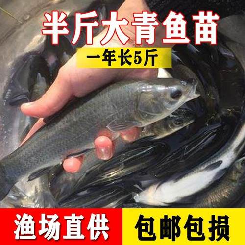 四川螺蛳青鱼苗特大型食用正宗黑皖半斤青混灰草活体大螺蛳青鱼苗