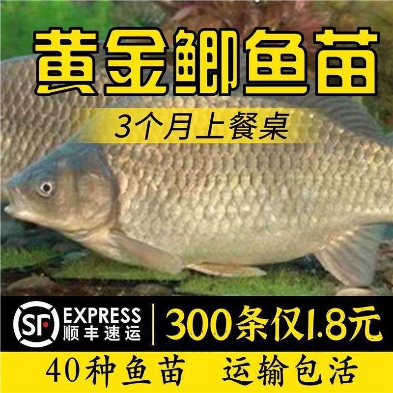 四川大品种黄金鲫鱼苗中科五号工程鲫湘云鲫高背淡水养殖活体大苗