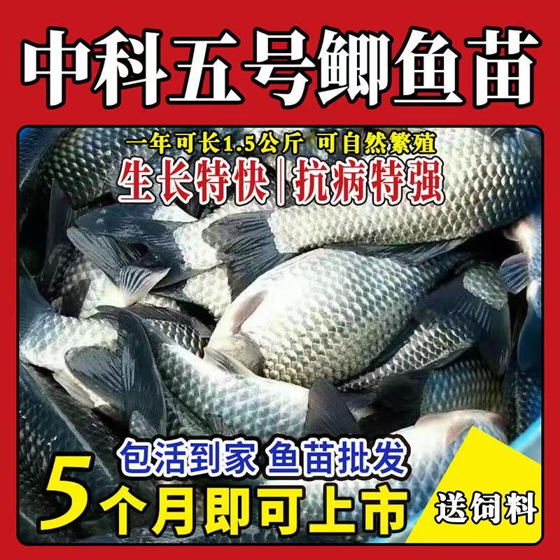 四川大品种黄金鲫鱼苗中科五号工程湘云鲫高背淡水养殖活体鲫鱼苗