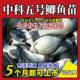 四川大品种黄金鲫鱼苗中科五号工程湘云鲫高背淡水养殖活体鲫鱼苗
