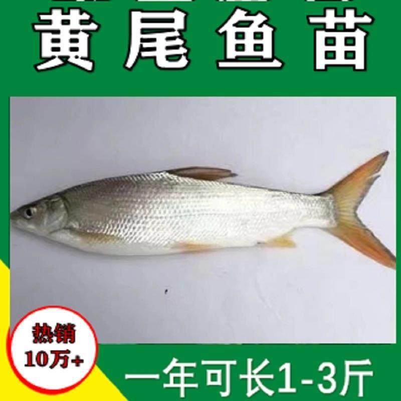 四川黄尾鱼苗黄片鱼苗黄尾鱼苗黄鱼苗黄姑子淡水养殖鱼苗冷水鱼苗