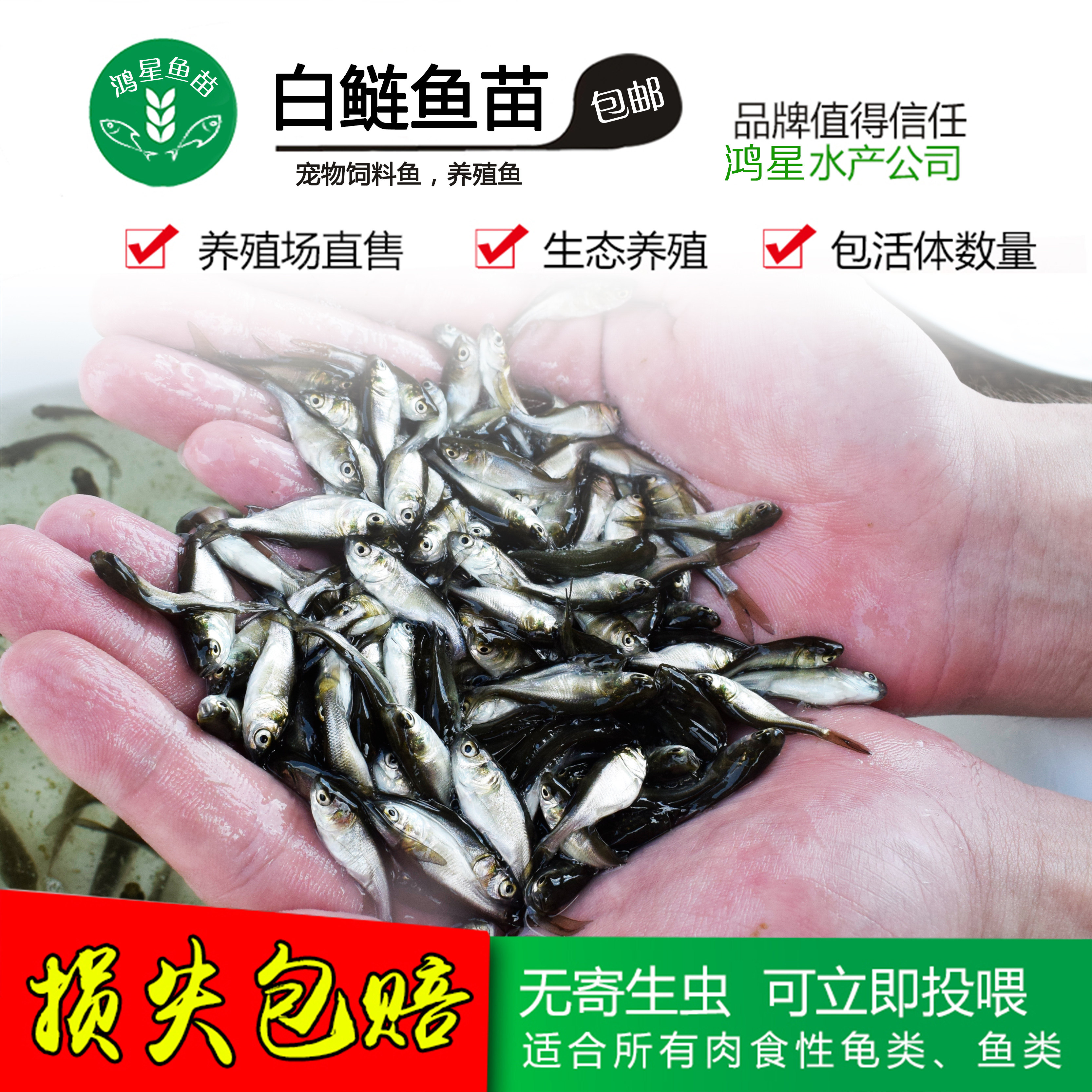 白鲢花鲢鱼苗鲢鱼苗活体淡水鱼苗鳄龟龙雨观赏宠物活体饲料鱼