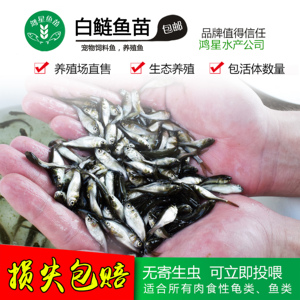 白鲢淡水鳄龟活体饲料鱼
