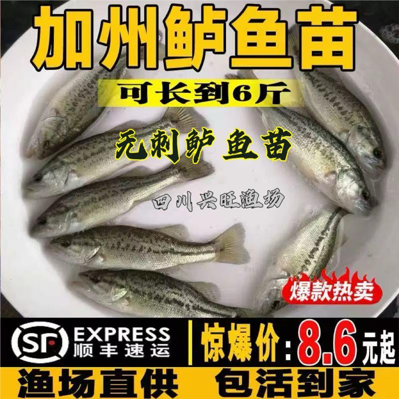 四川无刺鲈鱼苗淡水鱼苗加州鲈鱼苗养殖路亚苗大口黑鲈鱼特大食用