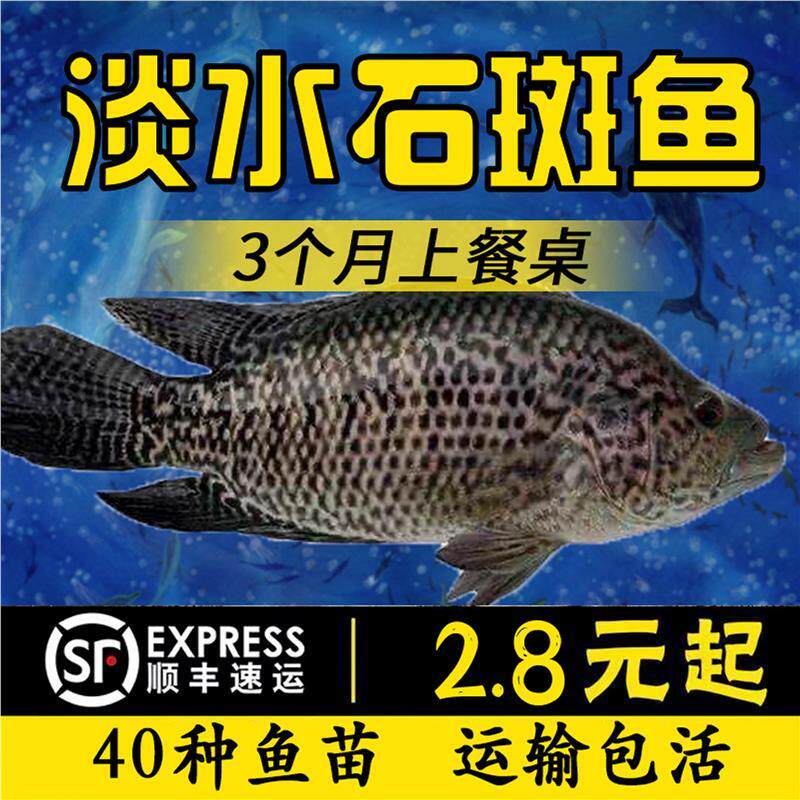 四川淡水银鳕鱼苗大鳞鲃鱼苗雪鱼苗高档鱼苗活体淡水鱼塘养殖鱼苗