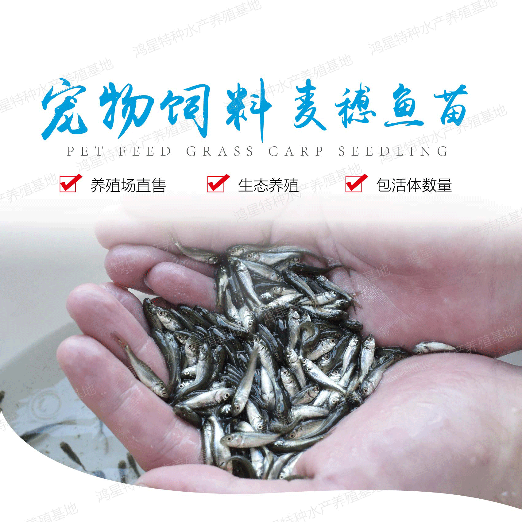 鲮鱼苗麦穗鱼鲫鱼苗草鱼食蚊鱼活体饲料鱼龙鱼饲料活体鱼活体淡水