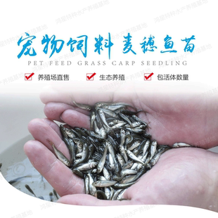 鲮鱼苗麦穗鱼鲫鱼苗草鱼食蚊鱼活体饲料鱼龙鱼饲料活体鱼活体淡水