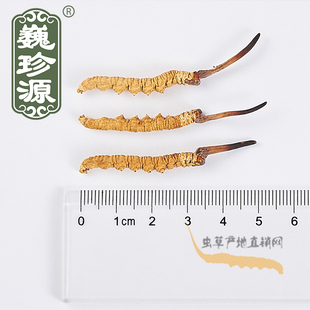 巍珍源西藏巴青冬虫草 4条1克干货发顺丰 那曲冬虫夏草正品 头期草