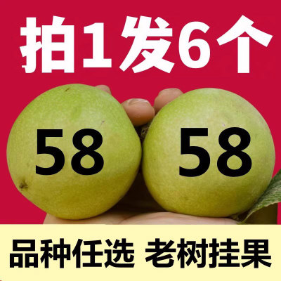 文玩核桃青皮官帽三角白狮子头闷尖四座楼粗筋虎头盘玩手把件野生