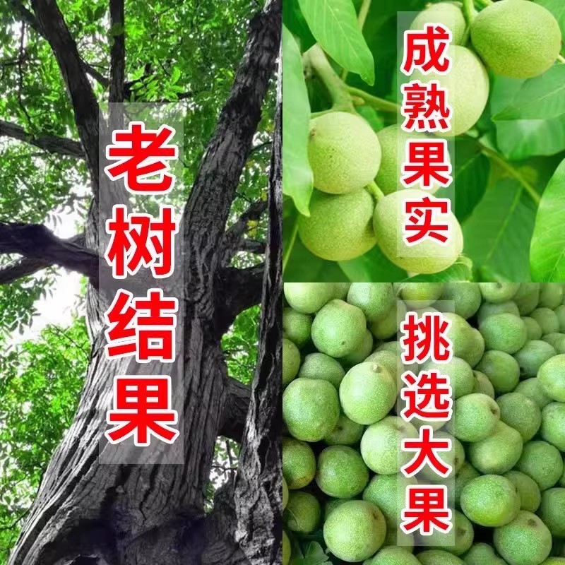 青皮文玩核桃带皮手盘核桃狮子头官帽盘山四座楼蛤蟆头赌青皮