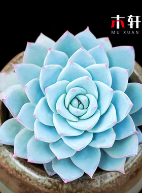 薄叶蓝鸟多肉植物办公室内绿植盆栽花卉好养蓝色创意肉肉植物带盆