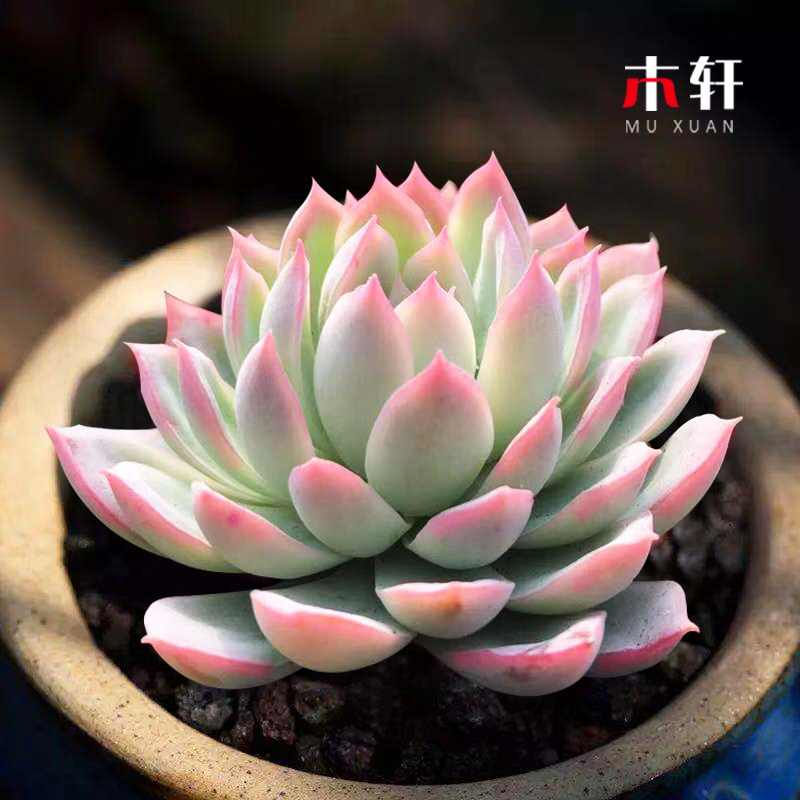 多肉植物紫罗兰女王紫玄月爱之蔓锦吊兰绿植盆栽办公室内防辐射