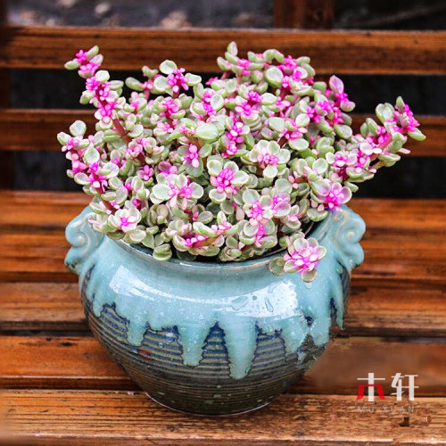 雅乐之舞金枝玉叶小盆景多肉植物
