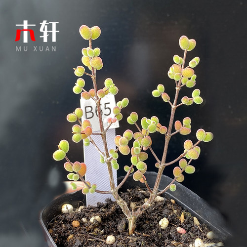 彩色糖球枝干番杏米粒冰晶新品