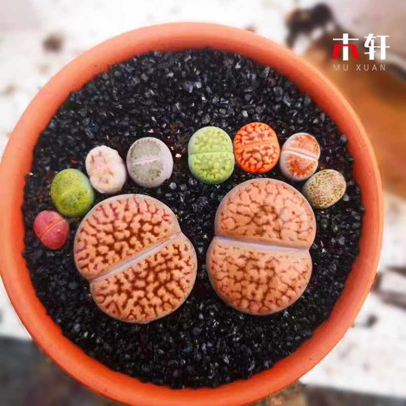 多肉植物石头花价格 多肉植物石头花图片 星期三 多肉植物石头花价格 多肉植物石头花图片 星期三