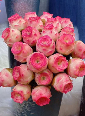 精品多肉植物粉色山地玫瑰水蜜桃鸡蛋酒杯耶罗玫瑰系列室内小盆栽