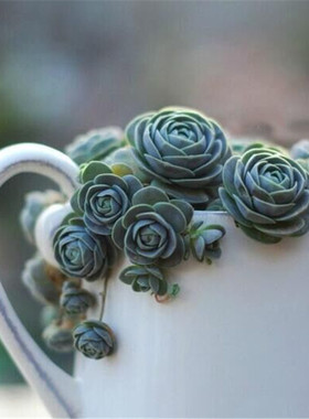 多肉植物组合盆栽子持莲华小球玫瑰锦群生老桩室内稀有多肉好养活