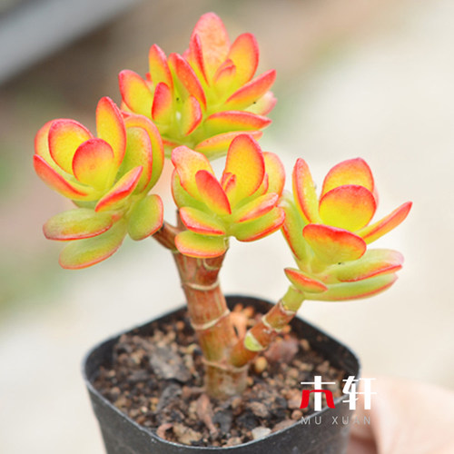 多肉植物黄金花月玉树盆栽阳台室内净化空气绿植盆景花卉老桩多肉 - 封面