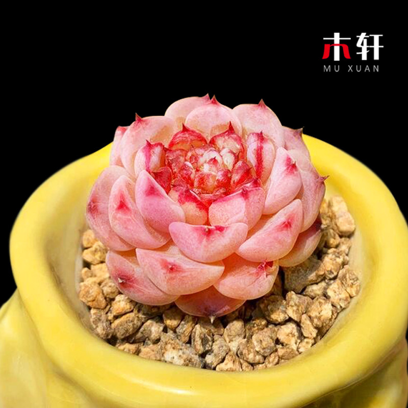 稀有多肉植物天鹅绒糖心雪天使贝瑞玫瑰组合小盆栽肉肉花卉好养活