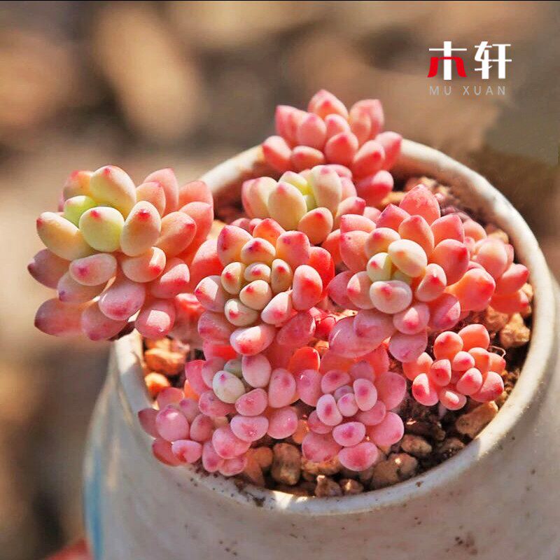 绿豆小老桩多肉植物群生蓝豆庭院花园美观造景绿植盆栽花卉好养活