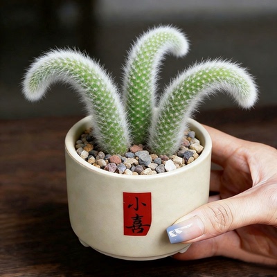 新手好养美观多肉盆栽组合