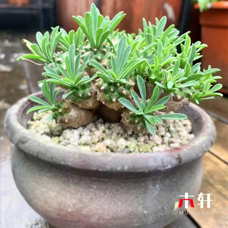 峨眉山多肉植物皮实好养观赏