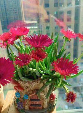 红花奔龙多肉植物花卉开花多肉老桩桌面室内美观新手好养带花苞