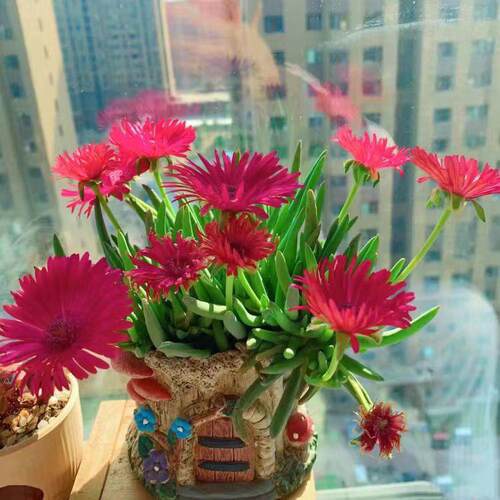 多肉植物奔龙群生开花盆栽四季