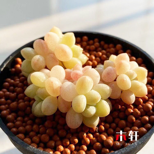 稀有多肉植物泡泡糖天使之泪室内防辐射群生多肉植物组合花卉盆栽