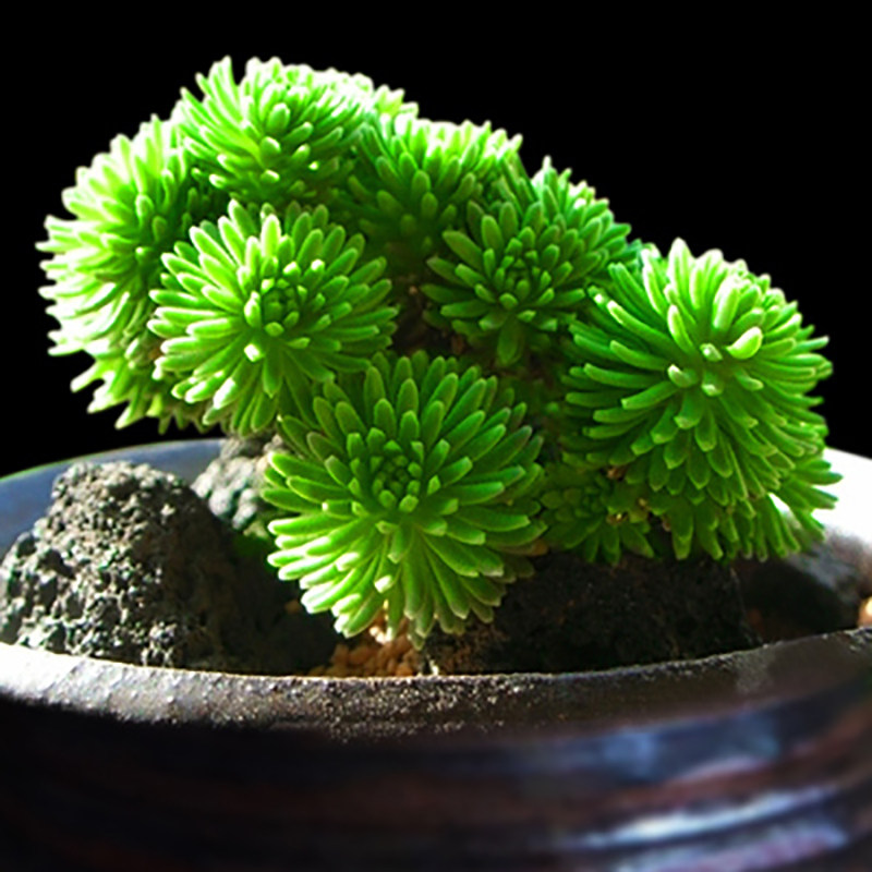 【新春大促】多肉植物球松阳台室内花卉盆栽新手四季好养活防辐射