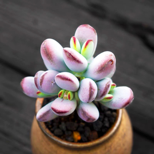 多肉植物乒乓福娘达摩庭院造景植物绿植多肉组合大颗群生肉肉盆栽