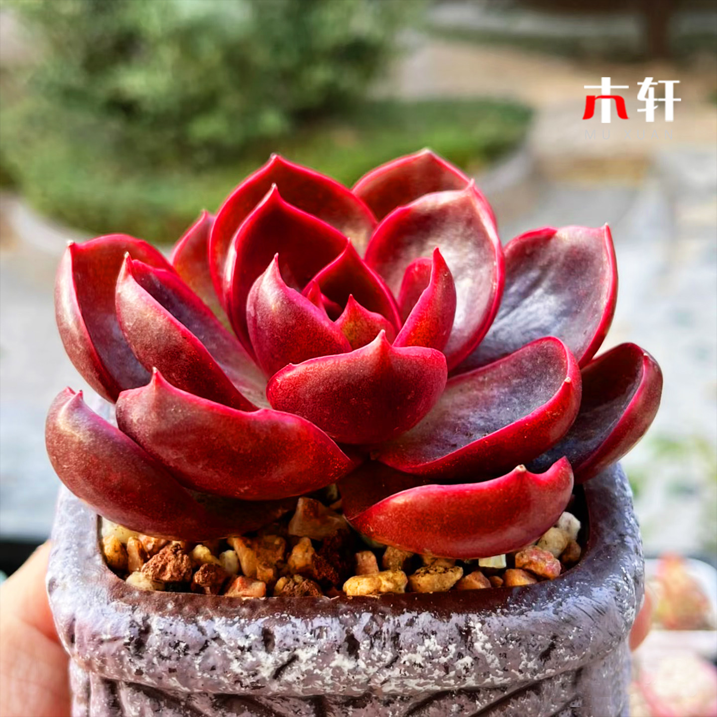 进口稀有植物红灯红色喜庆多肉室内阳台绿植小盆栽名贵肉肉好养活