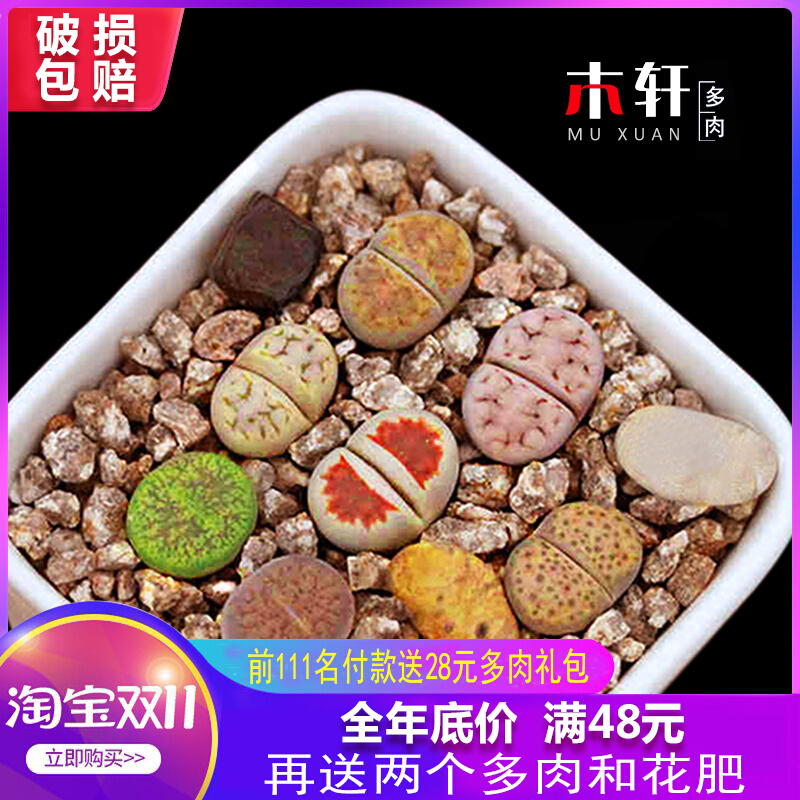 生石花屁股花石头花苗多肉植物批发组合盆栽绿植微景观奇趣多肉肉