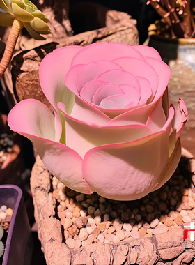 粉色多肉山地玫瑰耶罗鸡蛋水蜜桃多头群生送人礼物好养活室内盆栽