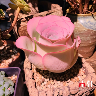 粉色多肉山地玫瑰耶罗鸡蛋水蜜桃多头群生送人礼物好养活室内盆栽