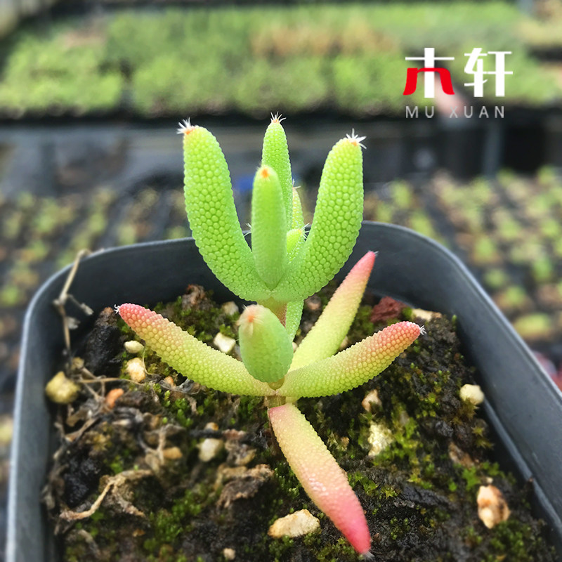 新品枝干番杏玉米糖球米粒彩色多肉植物室内花卉绿植盆栽四季好养