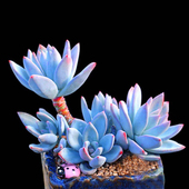 多肉植物组合霜之朝室内桌面绿植盆栽花卉蓝色肉肉嘟嘟含盆带土