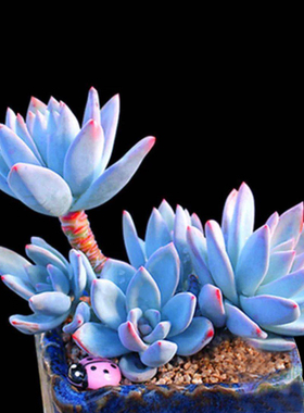 多肉植物组合霜之朝室内桌面绿植盆栽花卉蓝色肉肉嘟嘟含盆带土